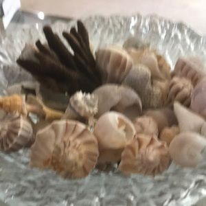 COPY - COPY - Beautiful shells bundled. HOST PIOK🌸